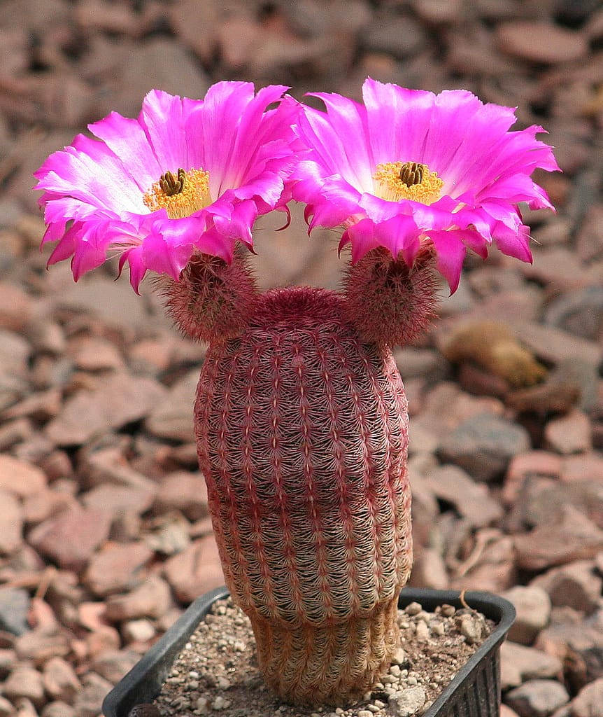 เรนโบว์ Rainbow Hedgehog Cactus