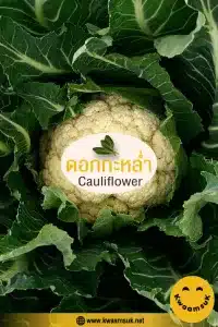 ดอกกะหล่ำ Cauliflower