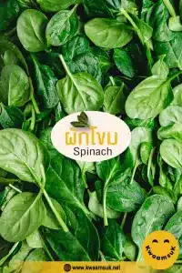 ผักโขม Spinach