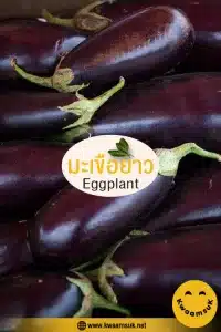 มะเขือยาว Eggplant