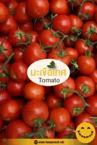 มะเขือเทศ Tomato