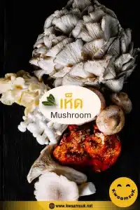 เห็ด Mushroom