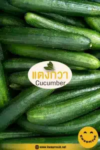 แตงกวา Cucumber