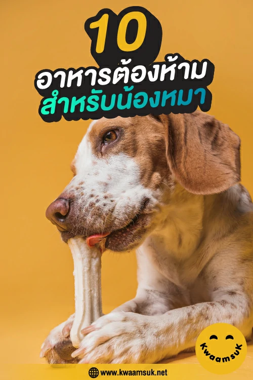 10 อาหารต้องห้าม สำหรับน้องหมา